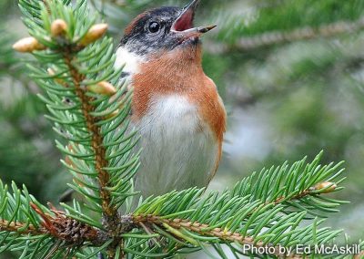 Bay Breasted Warbler