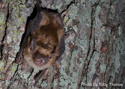 Big Brown Bat