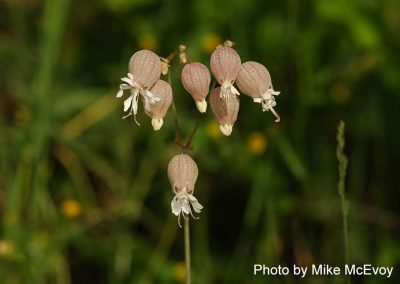 Bladder Campion