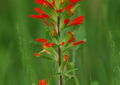 Devil's Paintbrush