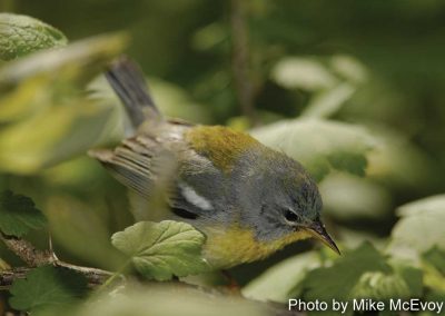 Northern Parula