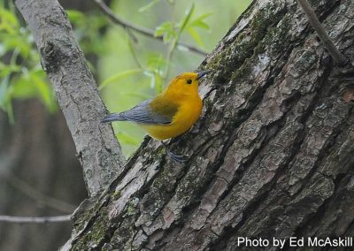 Prothonotary Warbler