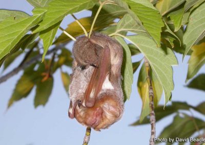 eastern red bat