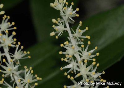 Wild Lily-of-the-Valley