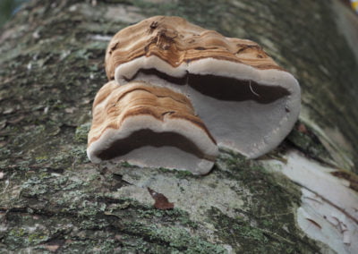 Tinder Polypore