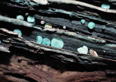 Blue-stain Fungus